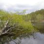 Nuuksio | National Park